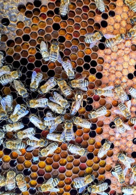 Brazilian bees