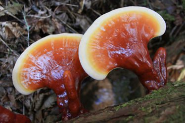 Reishi-Mushroom-Extracts